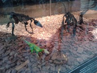 /album/galeria-de-fotos/exposi%c3%a7%c3%a3o%20dinossauros%20patagonia%20%2810%29-jpg/